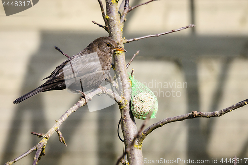 Image of Blackbird getting some food in a garden