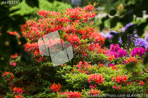 Image of Colorful flowers in a garden on a bush