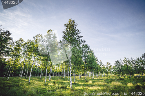 Image of Birch trees on a green field in the spring