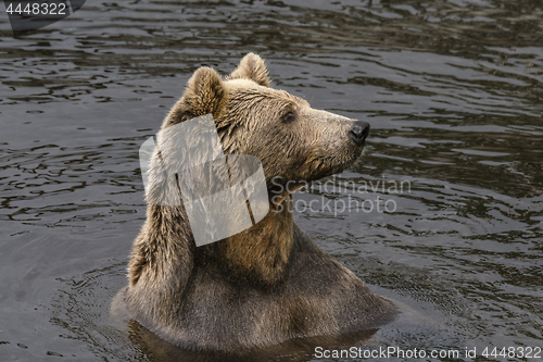 Image of Bear in a lake with wet fur