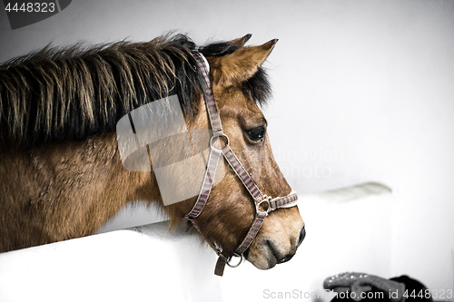 Image of Brown horse in a stable with a bridle
