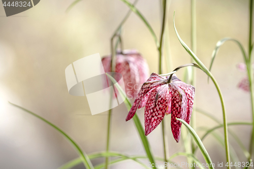 Image of Snakes head fritillary flowers in the spring