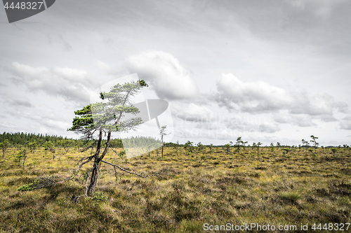 Image of Lonely pine tree on a prairie in the north