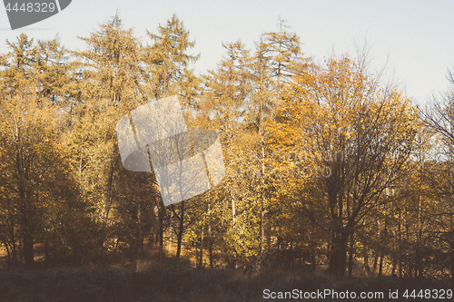 Image of Autumn colors in a forest