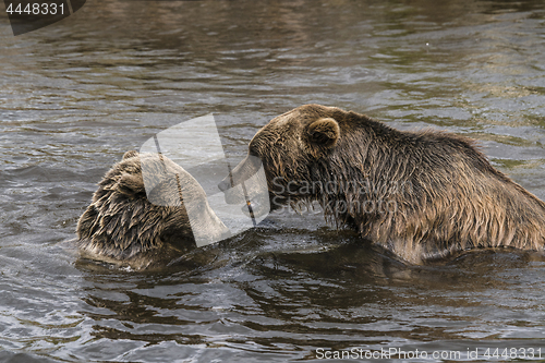 Image of Two brown bears playing in a lake