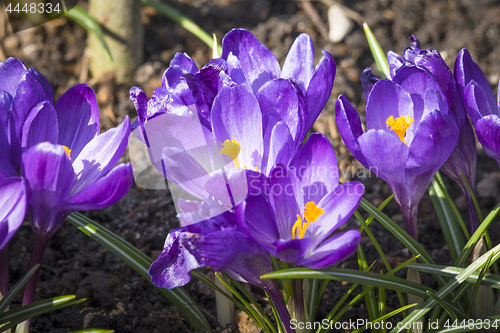 Image of Close-up of purple cocus flowers in the garden