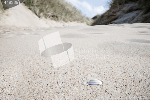 Image of Seashell in the sand under a blue sky