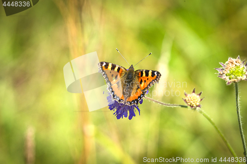Image of Colorful tortoiseshell butterfly on a purple flower