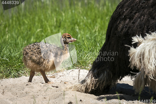 Image of Young ostrich chicken walking in sand 