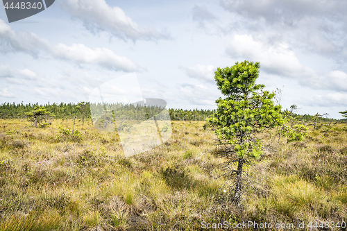 Image of Wilderness landscape with a single pine tree