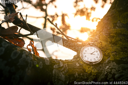 Image of Antique pocket watch hanging on a tree