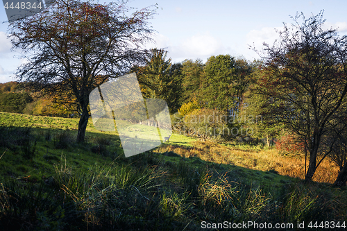 Image of Autumn landscape with a deer at a distance