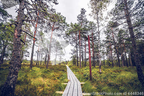 Image of Trail in a forest with a wooden post