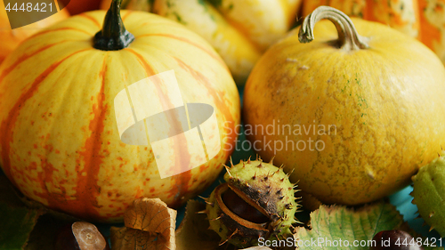 Image of Yellow pumpkins laid with chestnut