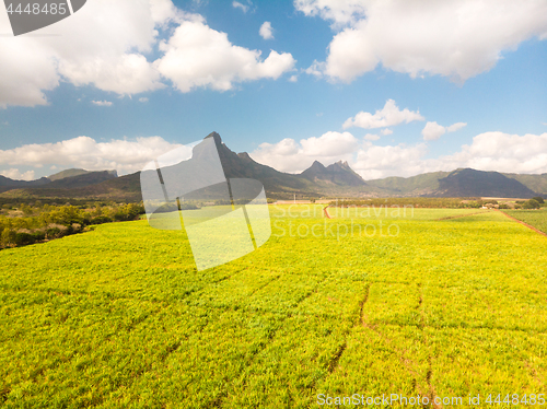 Image of Beautiful bright green landscape of sugarcane fields in front of the black river national park mountains on Mauritius Island.