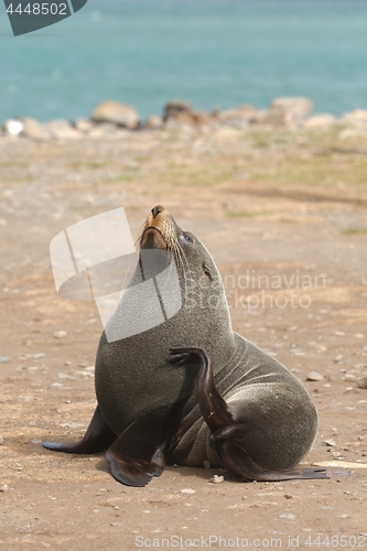 Image of Fur seal on the shore