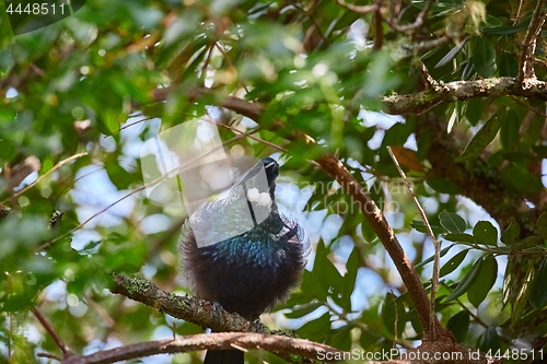 Image of Tui bird in the trees