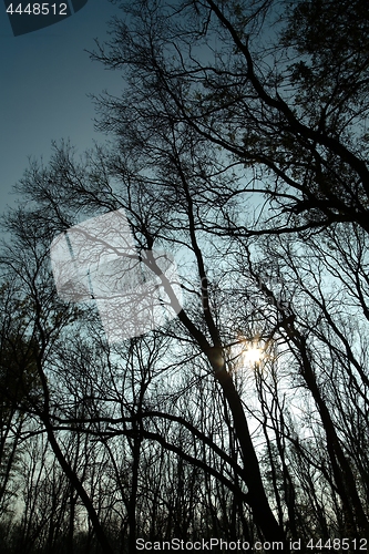 Image of Bare tree branches