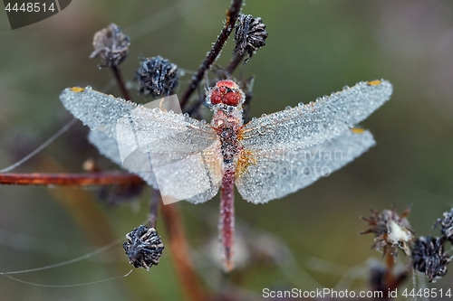 Image of Dragonfly with water drops all over