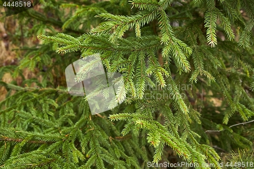 Image of Pine Tree Branches