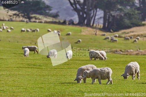 Image of Sheep in the grass
