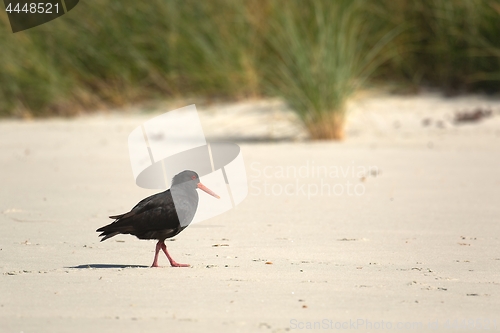 Image of Variable oystercatcher on the shore