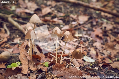 Image of Mushroom growing in the forest