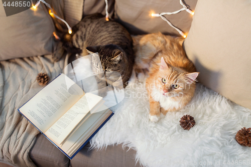 Image of two cats lying on sofa with book at home