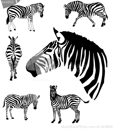 Image of Zebras