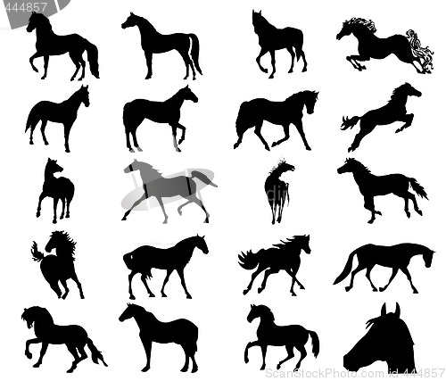 Image of Horses