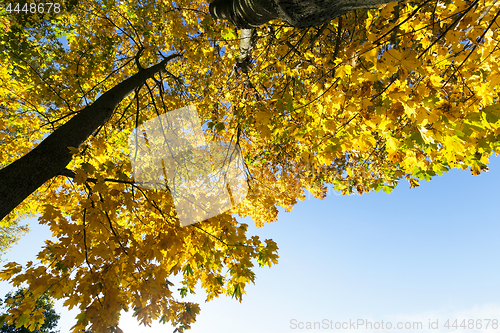 Image of autumn yellow park