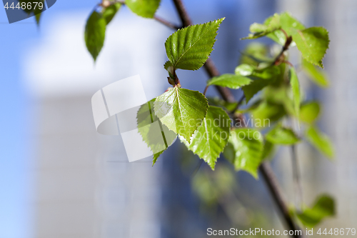 Image of Young leaves of birch