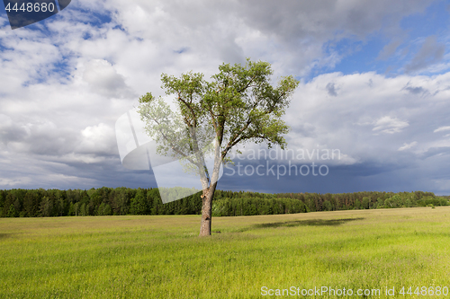 Image of tree in the summer