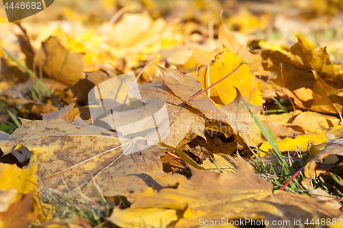 Image of Park in the fall