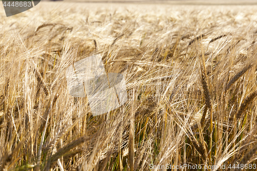 Image of wheat farming field
