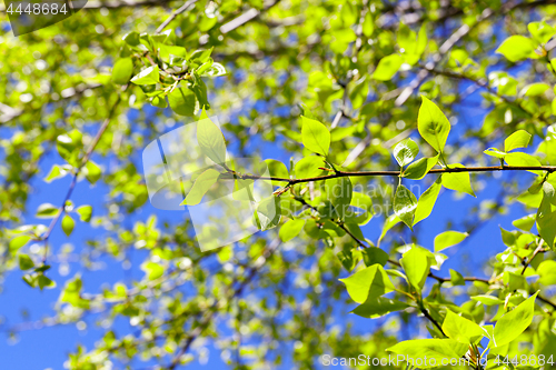 Image of linden leaves, spring