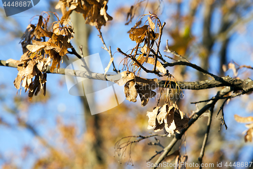 Image of yellowed maple trees in autumn