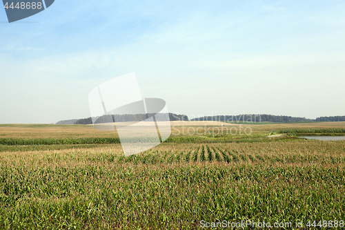 Image of Corn field, forest and sky