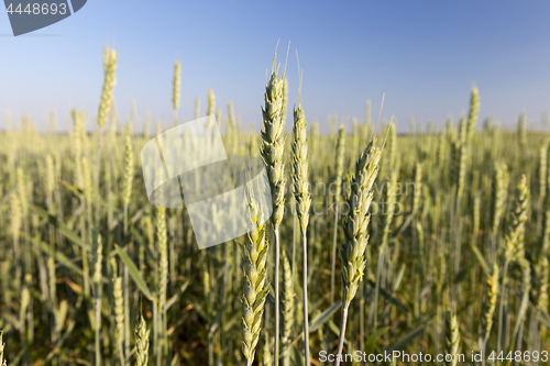 Image of Field with cereal