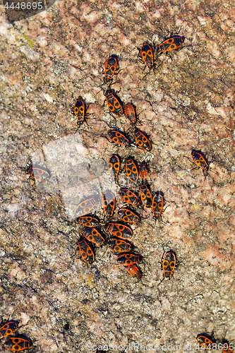 Image of multicolored stone, close-up