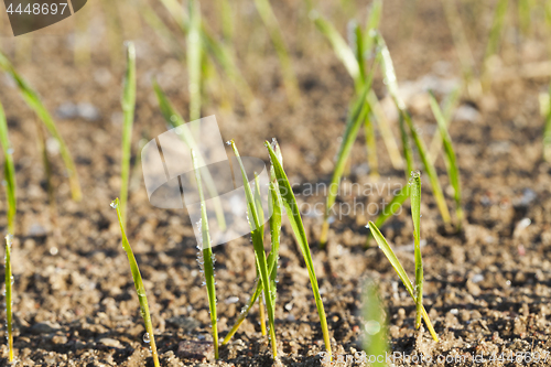 Image of green shoots of wheat cereal