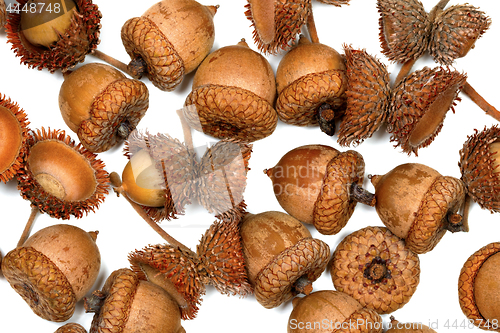 Image of Autumn acorns on white background