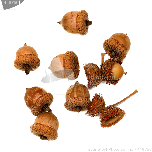 Image of Autumn acorns on white