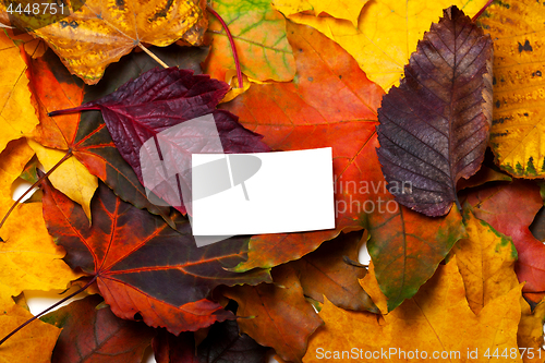 Image of Autumn multicolor leafs with white card