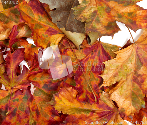 Image of Autumn dried multicolor maple leafs