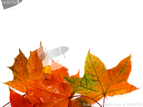 Image of Wet autumn multicolor maple-leafs with water drops