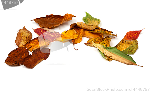 Image of Multicolor autumn dried leafs
