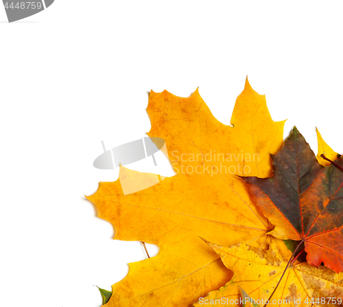 Image of Autumn multicolor maple-leafs