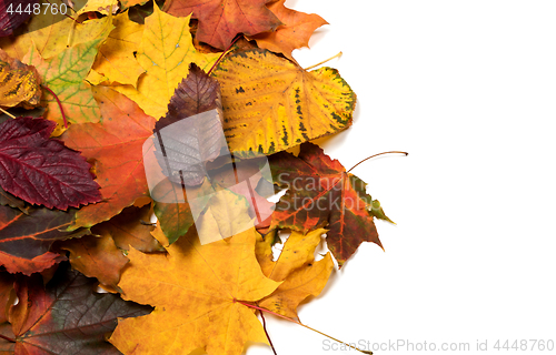 Image of Autumn fallen multicolor leaves