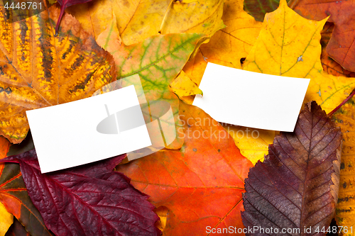 Image of Two empty business card on autumn leaves